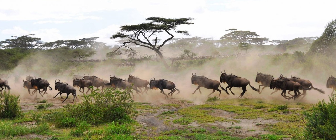 Beyond the Plains - Discovering Tanzania’s Wild Side